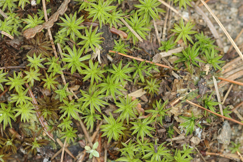 Atrichum angustatum